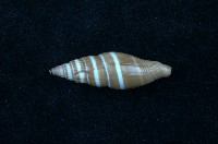 藏品(黑筆螺)的圖片